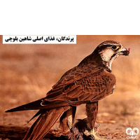 گونه شاهین بلوچی Laggar Falcon